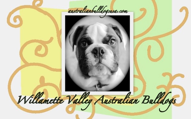 Willamette Valley Australian Bulldogs